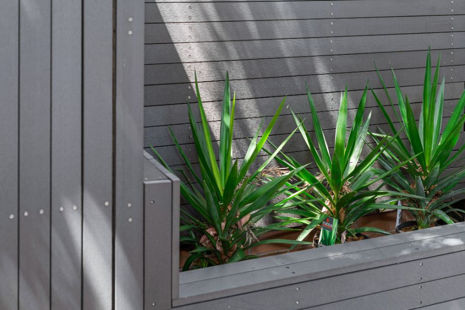 Yucca plants inside composite board planter